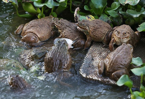 giá thể nuôi ếch 