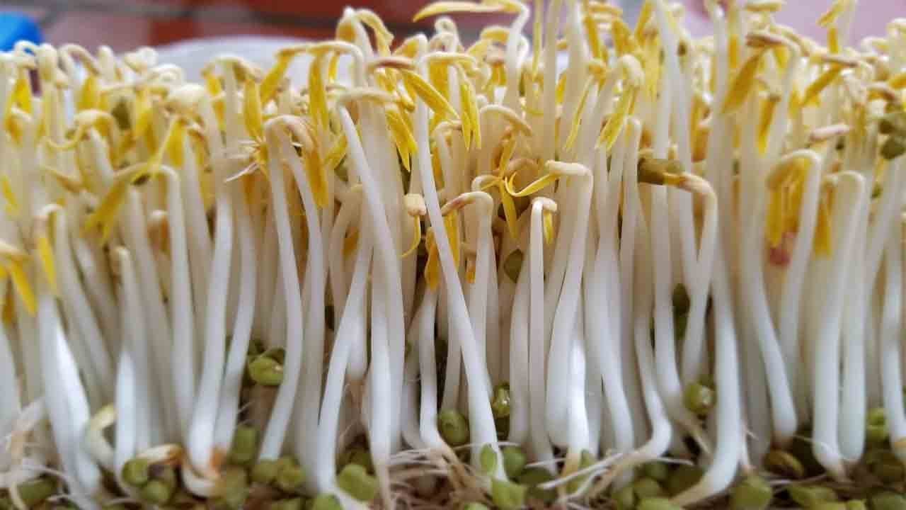 Thu hoạch giá đỗ