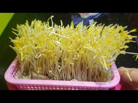 Thu hoạch giá đỗ