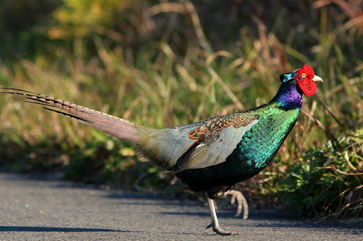 giống chim trĩ đỏ