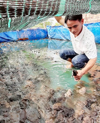 chọn giống ếch