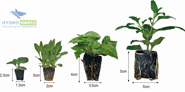 Nguồn: HYDRO WORKS rau thủy canh