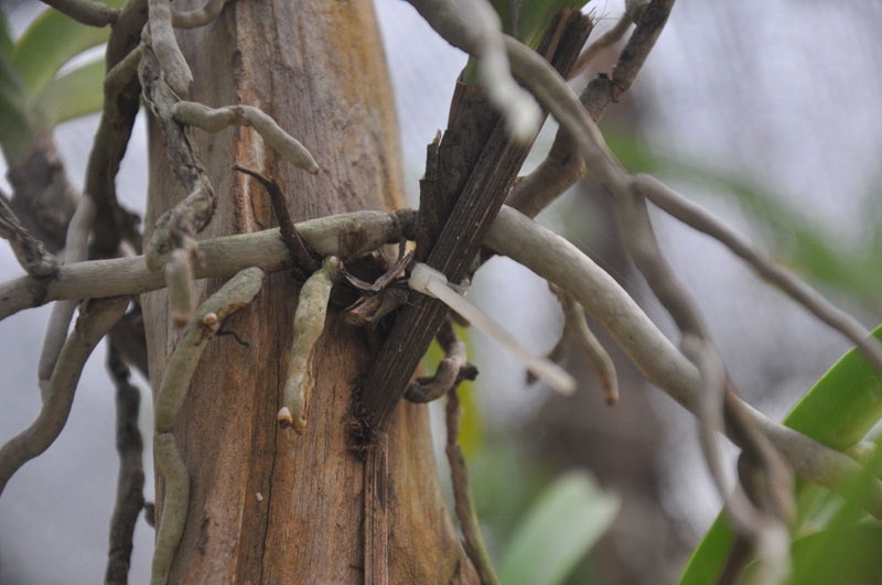 Sử dụng gỗ làm giá thể trồng lan