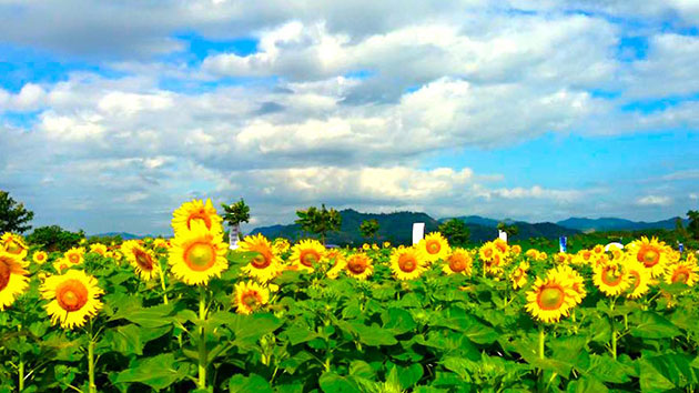 hoa hướng dương