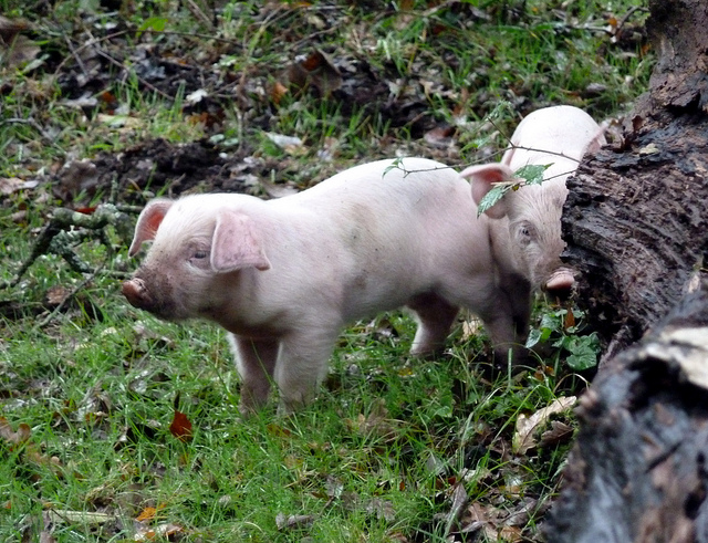 Lợi ích không ngờ của mô hình chăn nuôi dưới tán rừng