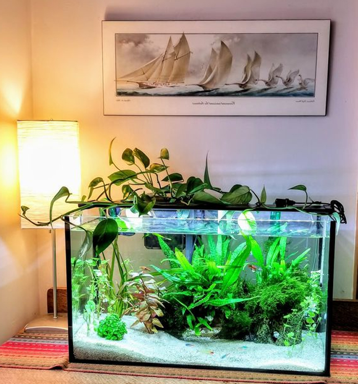 Bình thủy sinh nuôi cá cảnh