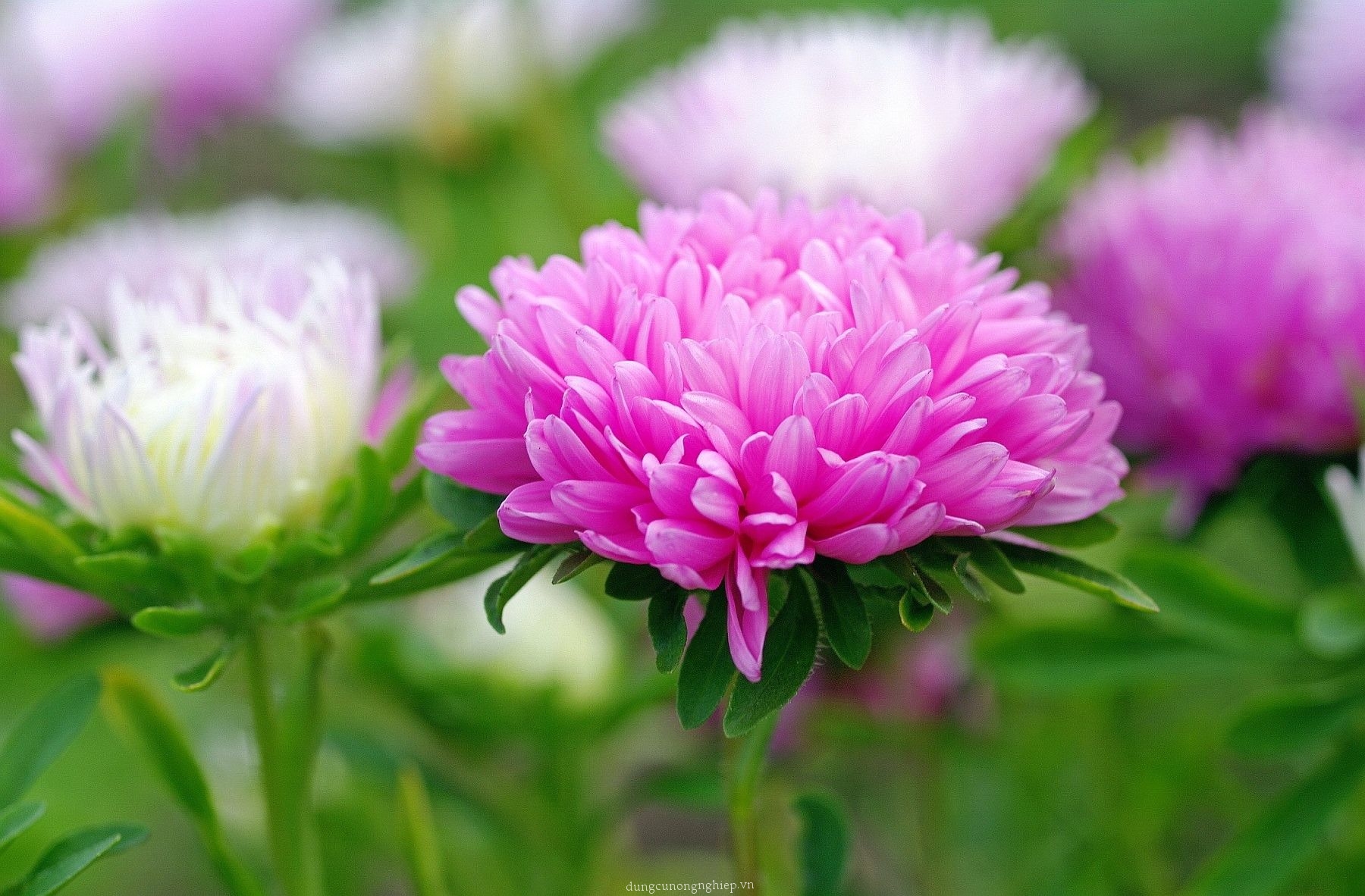 Cúc đại đóa