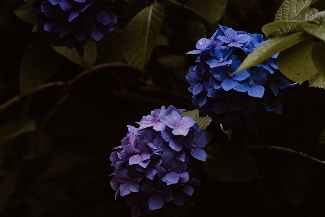 Kỹ thuật trồng hoa cẩm tú cầu như thế nào