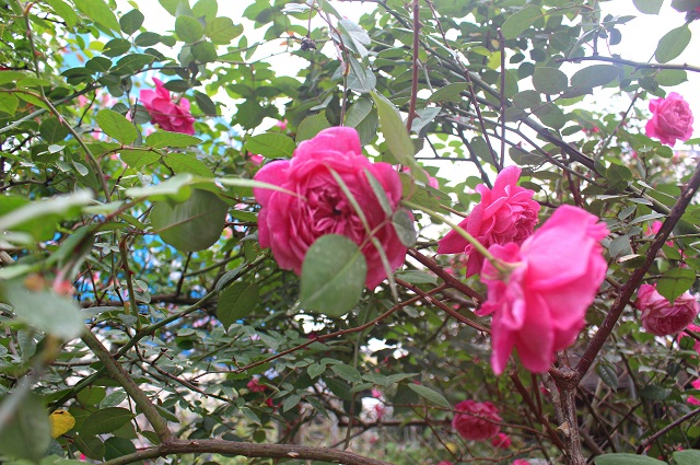 Thời điểm tưới cho hoa thích hợp nhất là vào sáng sớm và chiều tối