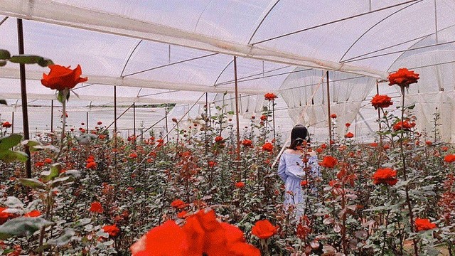 Hoa hồng Đà Lạt có gì đặc biệt?