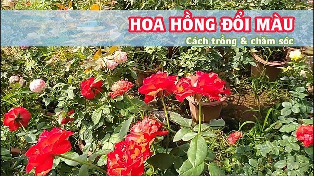Trồng và chăm sóc hoa hồng đổi màu đúng cách giúp hoa luôn nở rộ tươi tắn