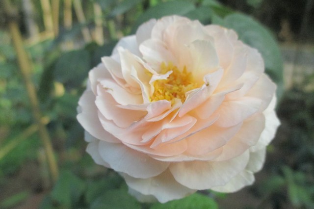 Hoa hồng Heritage và những điều bạn chưa biết