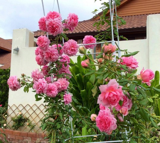 Hồng leo Huntington nên trồng để trang trí cổng rào