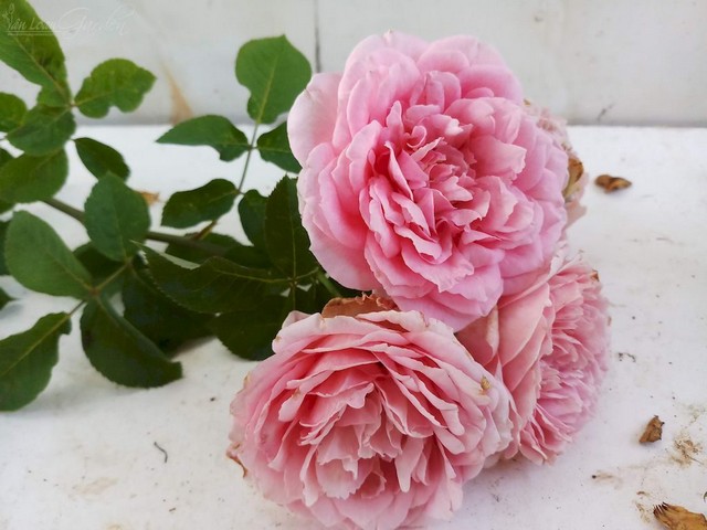 Top 8 giống hoa hồng thơm nhất thế giới ai gặp cũng yêu