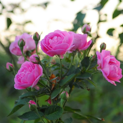 Hồng cổ son môi có hương thơm dịu nhẹ, thích hợp ướp trà