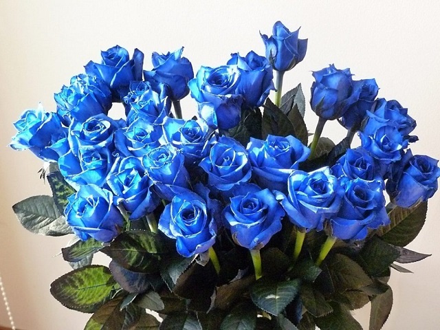 Hoa Hồng Xanh Dương – Biểu Tượng Sự Bất Diệt