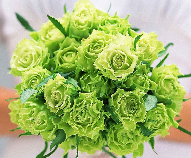 Hoa Hồng Xanh Lá Cây Và Những Điểm Đặc Biệt