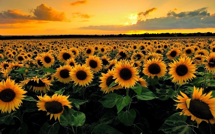 hoa hướng dương