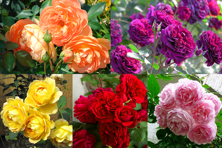 Giống hoa hồng truyền thống