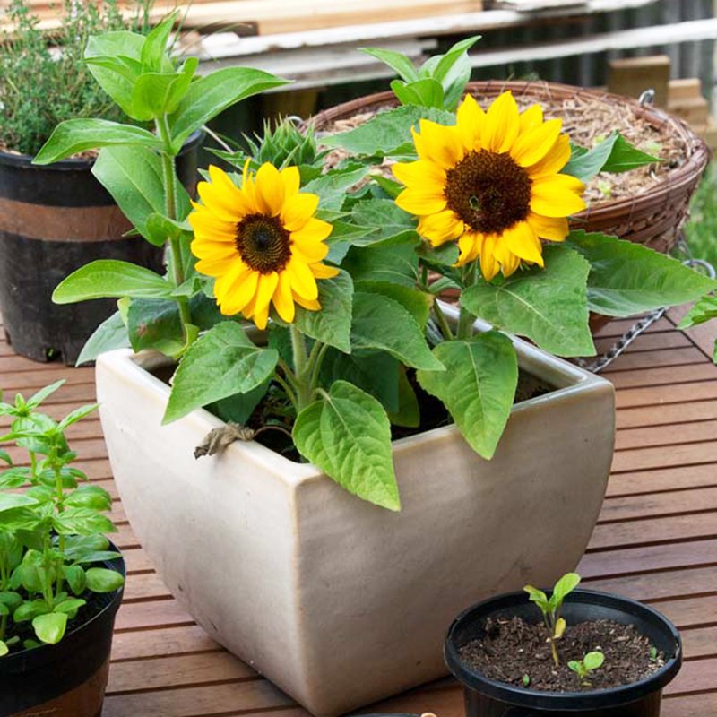 trồng hoa hướng dương