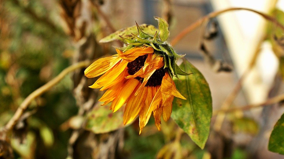 trồng hoa hướng dương