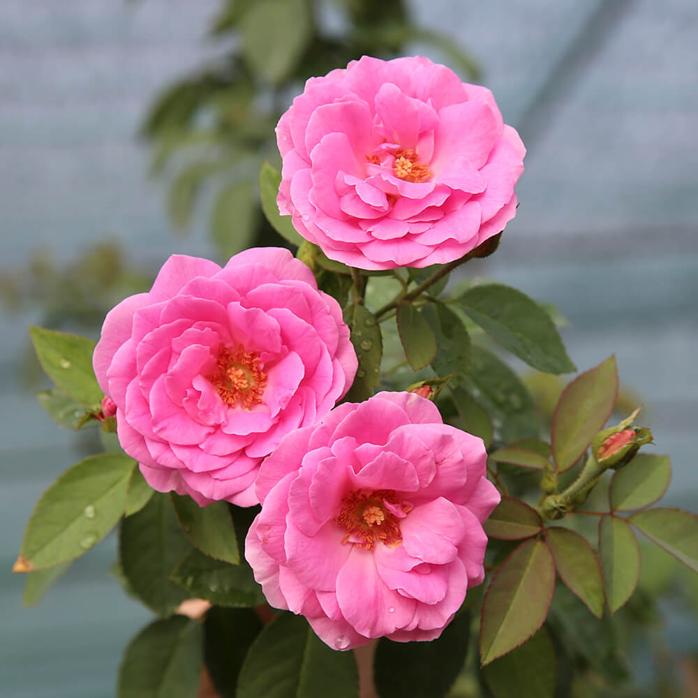 các loài hoa hồng