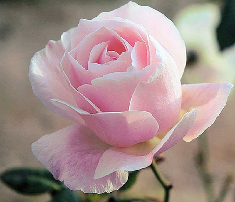 các loài hoa hồng