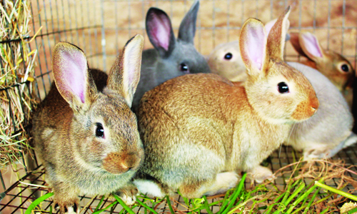 Thải giống và vỗ béo để bán tăng lợi nhuận