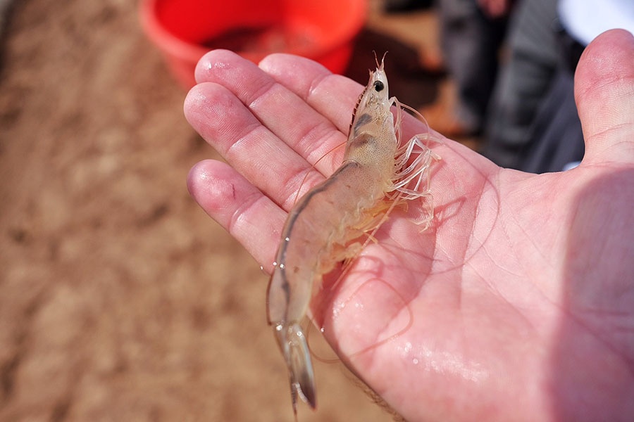 kinh nghiệm nuôi tôm thẻ chân trắngkinh nghiệm nuôi tôm thẻ chân trắng