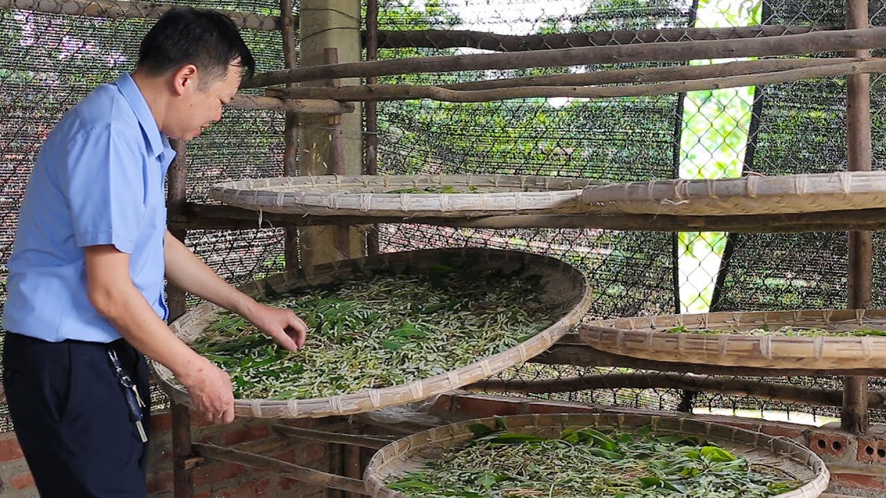 Kĩ thuật nuôi tằm