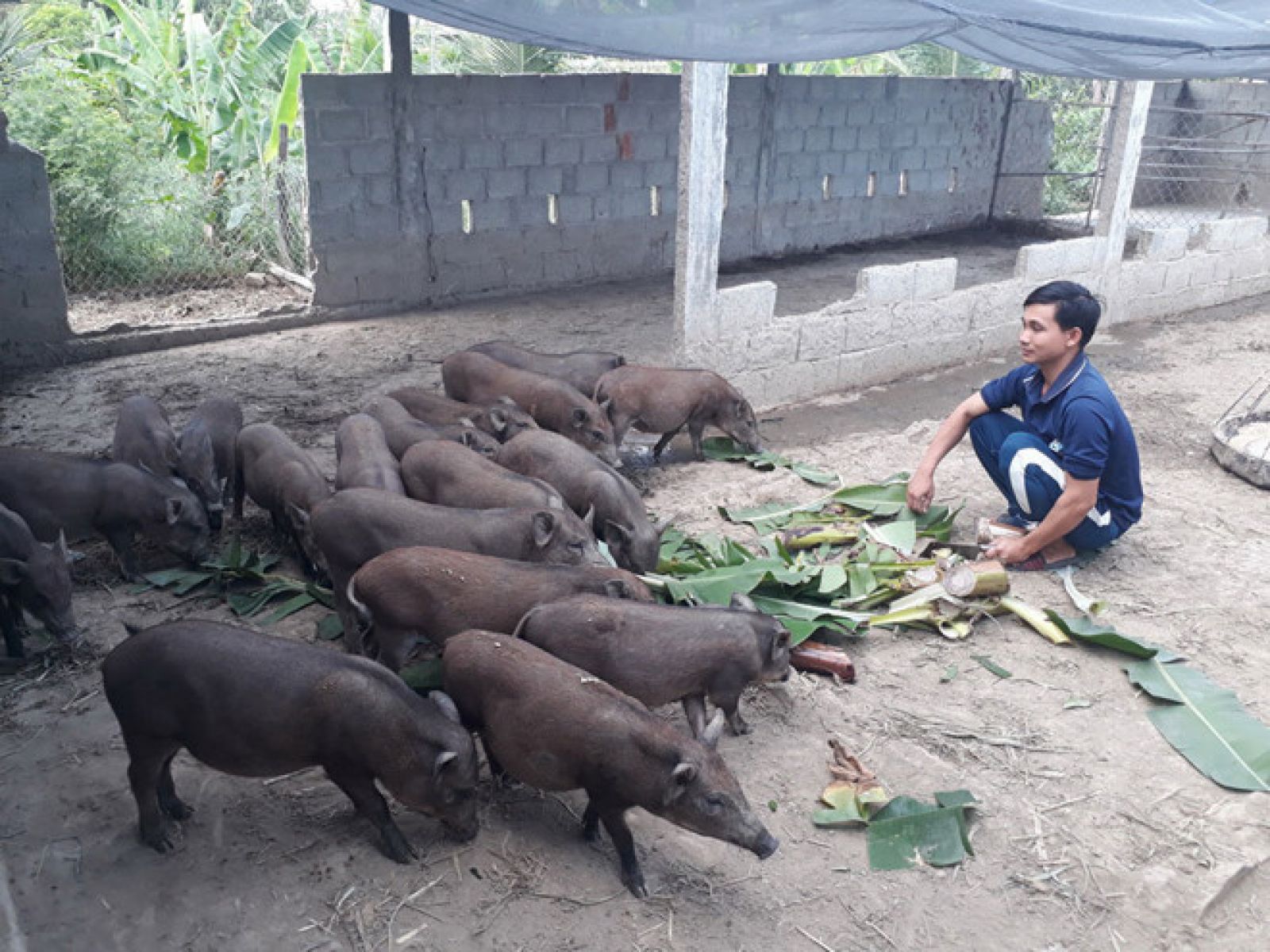 kỹ sư điện khởi nghiệp nuôi heo rừng lai
