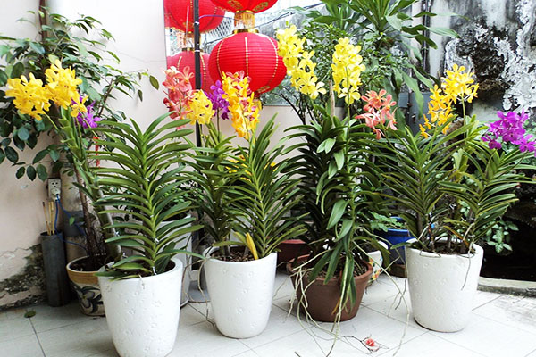 Trồng lan Mokara trong chậu