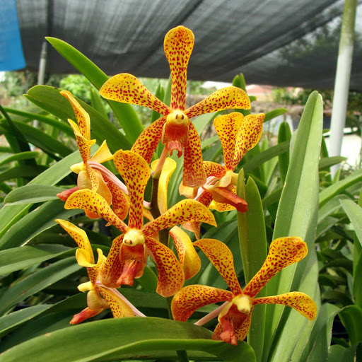 Trồng lan Mokara dễ hay khó