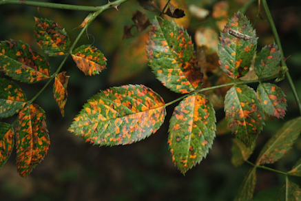 chăm sóc hoa hồng