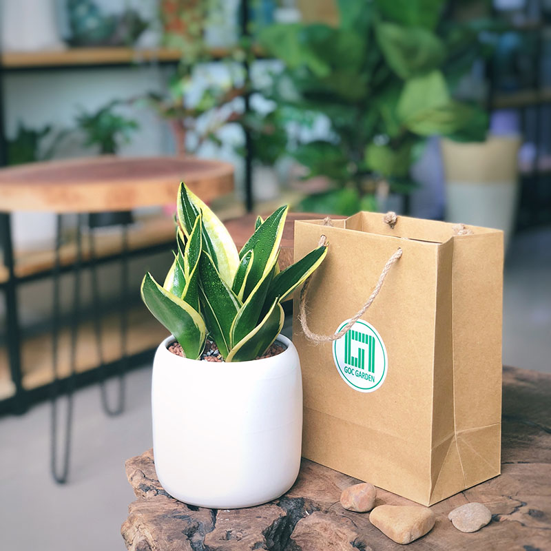 lưỡi hổ không cần chăm sóc cầu kì