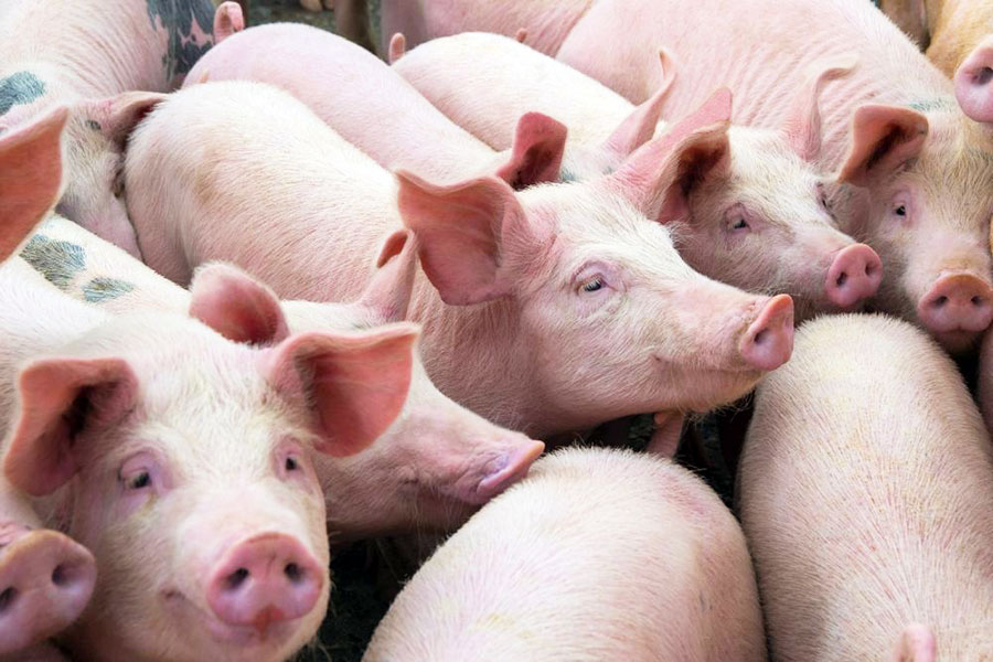 Nuôi lợn sạch