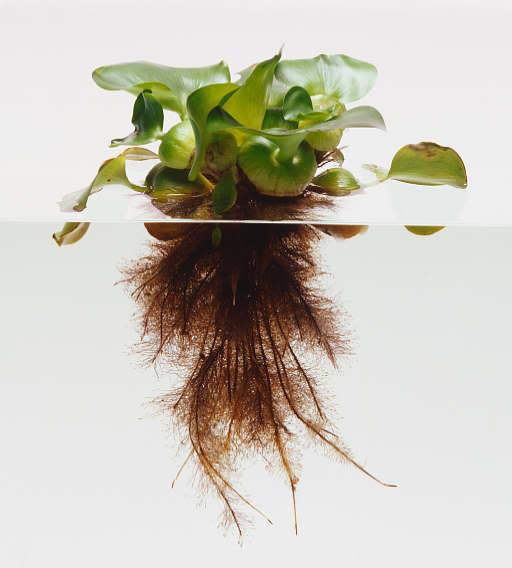 Sử dụng rể lục bình làm giá thể trồng lan