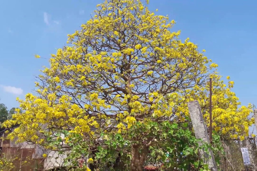 Bón phân cho hoa mai