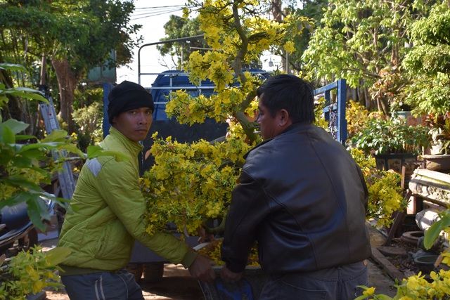 2 người nông dân bê cây mai