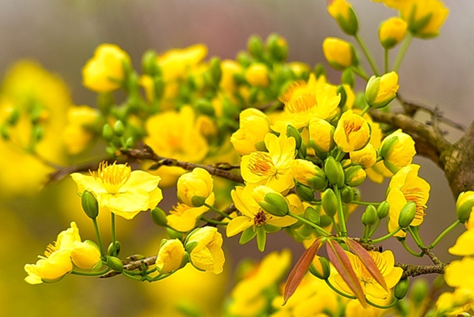 Bón phân cho hoa mai