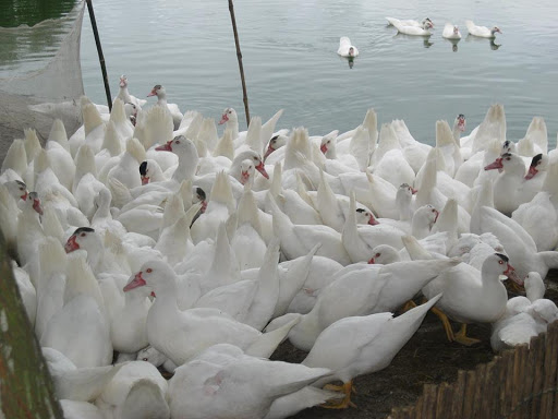 khởi nghiệp từ nông nghiệp