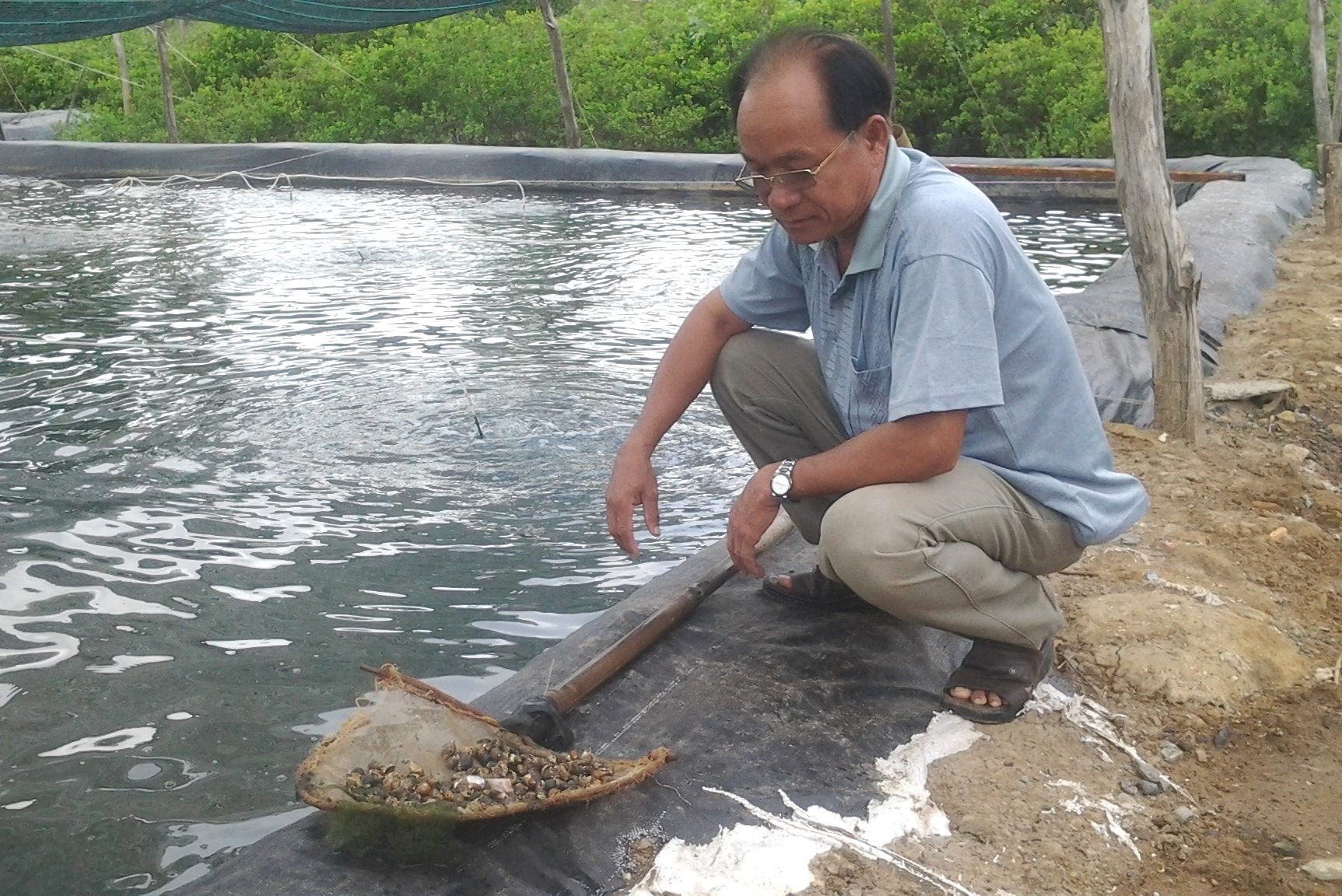Cần nhân rộng mô hình nuôi ốc hương ghép với hải sâm đem lại hiệu quả cao