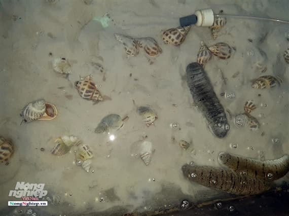 nuôi ốc hương kết hợp hải sâm