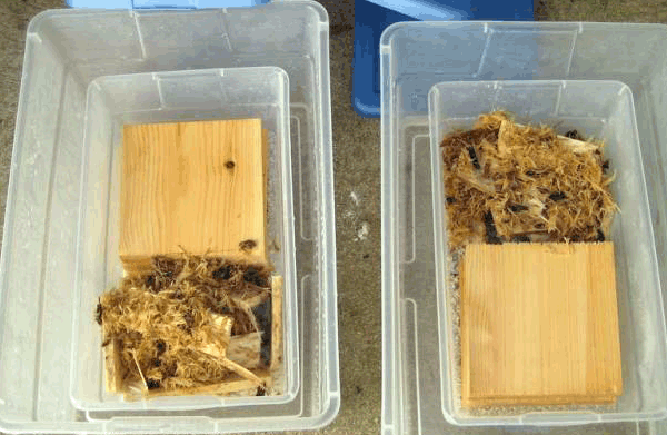 Mô hình nuôi mối như thế nào? 