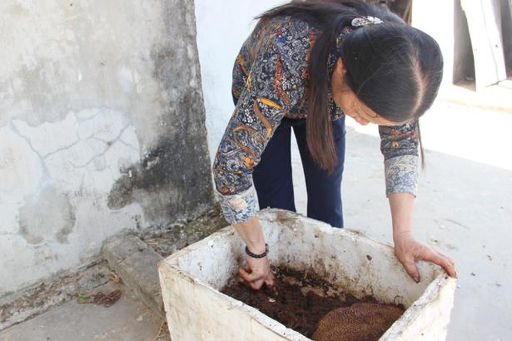 NUôi giun quế mang lại nhiều lợi ích