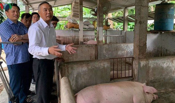 Chuồng trại nuôi lợn