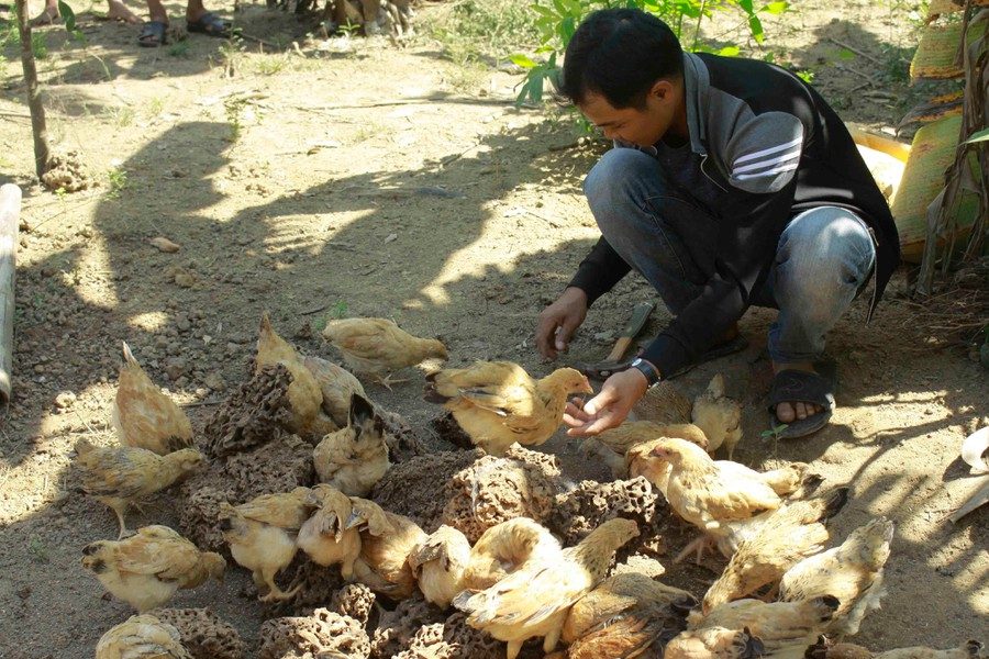 Mô hình nuôi mối để tạo thức ăn bổ sung cho vật nuôi