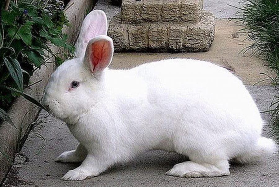 kinh doanh thỏ thịt hiệu quả