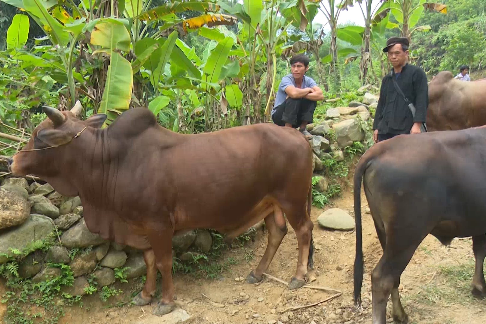 chăn nuôi trâu bò ở Pác Nặm