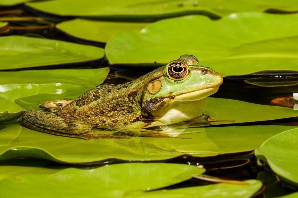Nuôi ếch cho hiệu quả cao
